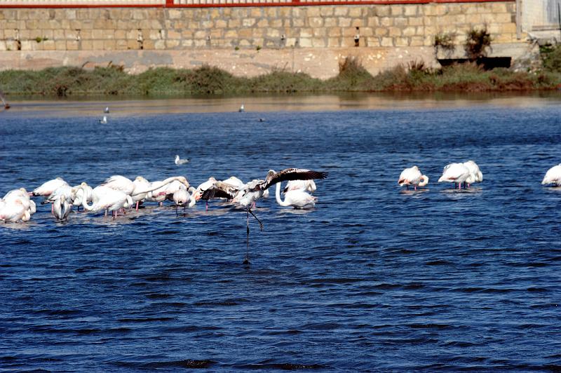 27.2.2011 MARZAMEMI E PRANZO SOCIALE (83).jpg